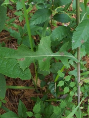 Lactuca ludoviciana