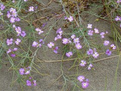 Malcolmia littorea