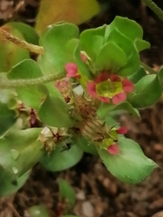 Lythrum borysthenicum
