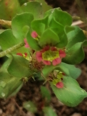Lythrum borysthenicum