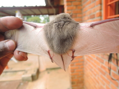 Pseudoromicia rendalli