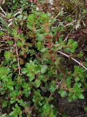 Lythrum borysthenicum