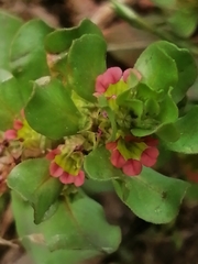 Lythrum borysthenicum