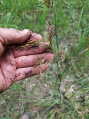 Rhynchospora perplexa