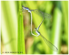 Aciagrion approximans