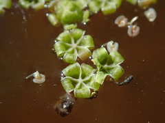 Magnoliopsida