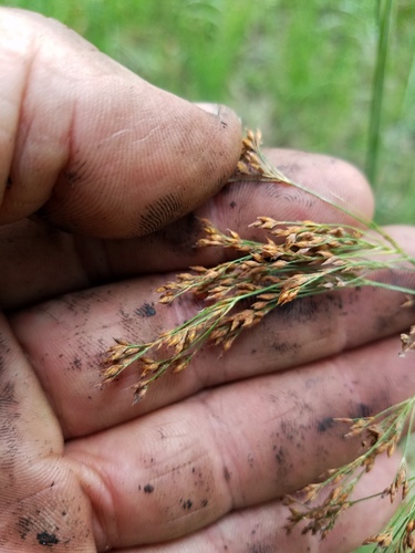 pineland beaksedge (Rhynchospora perplexa)