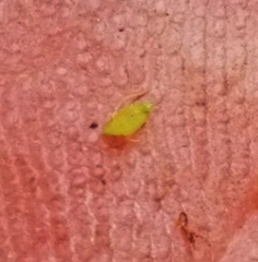 Rhynchospora perplexa