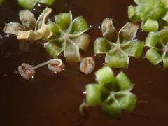 Magnoliopsida
