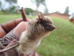 Pseudoromicia rendalli