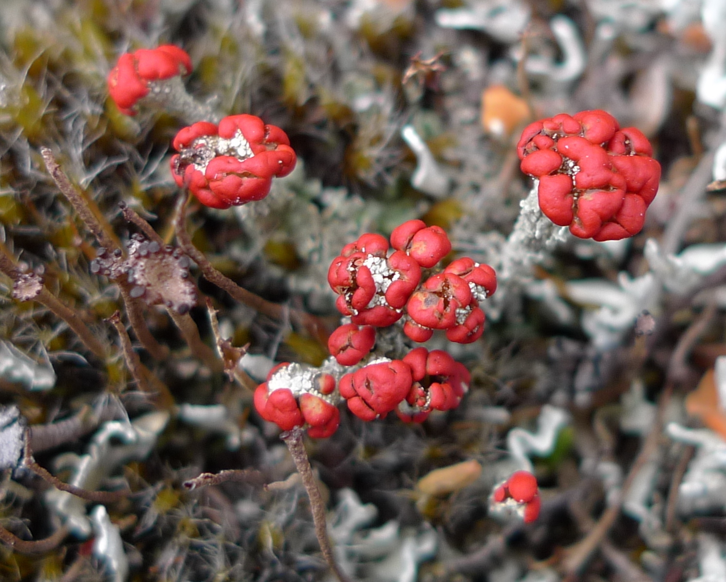 Cladonia cristatella image