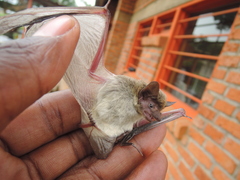 Pseudoromicia rendalli