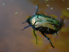Protaetia cuprea