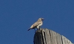 Luscinia svecica