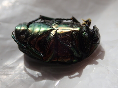 Protaetia cuprea