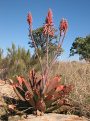 Aloe affinis