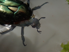 Protaetia cuprea