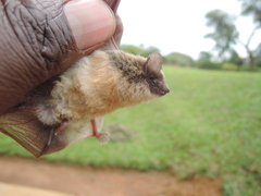 Pseudoromicia rendalli