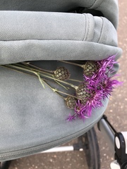 Centaurea scabiosa