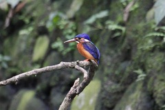 Alcedo meninting