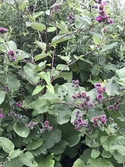 Arctium tomentosum