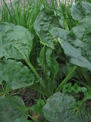 Plantago major