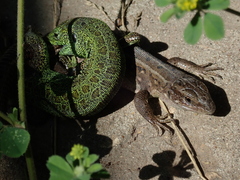 Lacerta agilis
