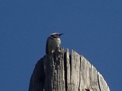 Luscinia svecica