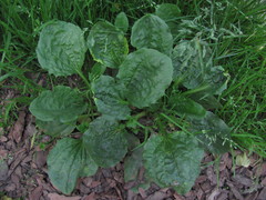Plantago major