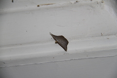 Plesiomorpha flaviceps