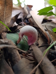 Corybas barbarae