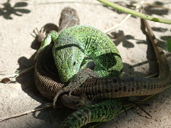 Lacerta agilis