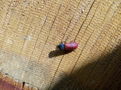 Bostrichus capucinus