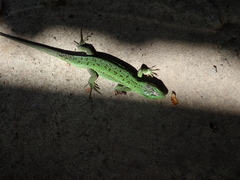 Lacerta agilis
