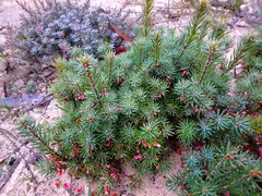 Brachyloma ericoides