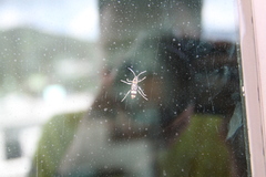 Chlorophorus macaumensis