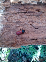 Bostrichus capucinus