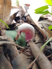 Corybas barbarae