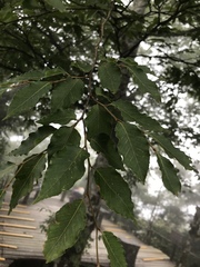 Fagus hayatae