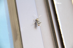 Chlorophorus macaumensis