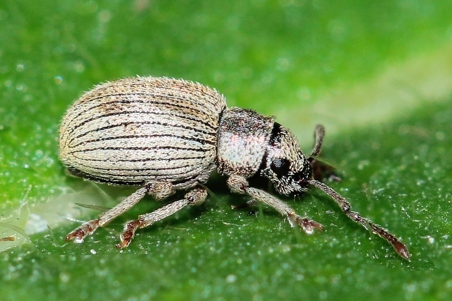 Argoptochus