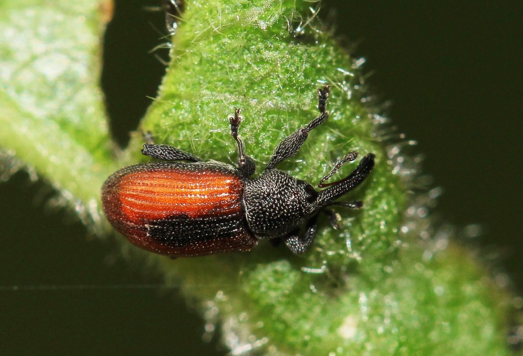 Dorytomus dorsalis