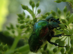Protaetia cuprea