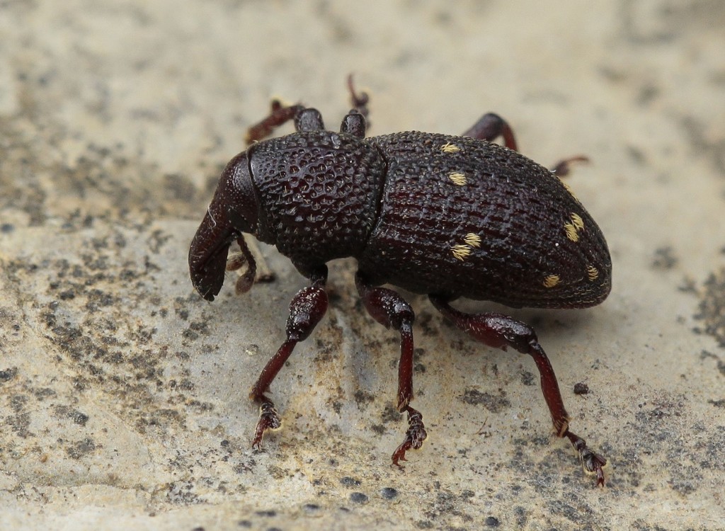 Hylobius verrucipennis