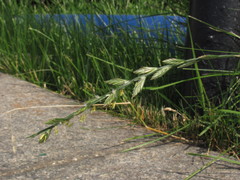 Lolium perenne