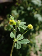 Medicago lupulina