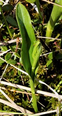 Platanthera tipuloides