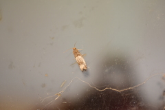 Notocelia rosaecolana