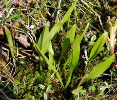 Platanthera tipuloides