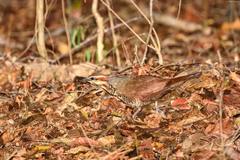 Mesitornis variegatus